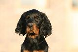 SETTER GORDON 032